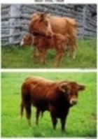 Familiile din ograda planse educative