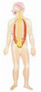 coperta MULAJ SISTEMUL OSOS SI NERVOS, BASORELIEF