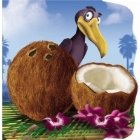 Nuca cocos (Primii pasi)