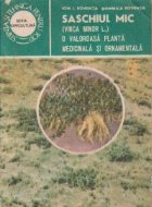 Saschiul mic (vinca minor l.) o valoroasa planta medicinala si ornamentala