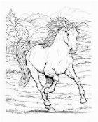 Wonderful World of Horses Coloring Book